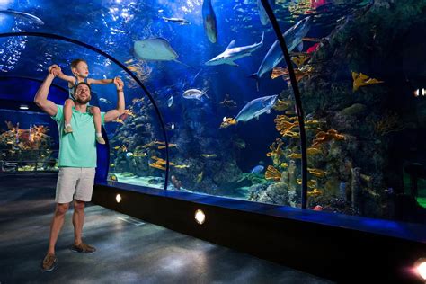 Moody gardens galveston - Hotels near Moody Gardens, Galveston on Tripadvisor: Find 47,067 traveller reviews, 24,470 candid photos, and prices for 115 hotels near Moody Gardens in Galveston, TX. Skip to main content. Discover. Trips. Review. INR. Sign in.